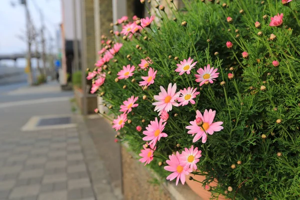Veld bloemen in kyoto 2014 — Stockfoto
