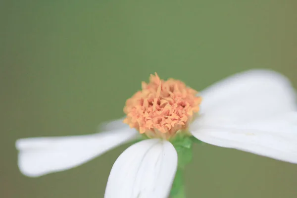 Schöne Pflanzen. die weiße Blume — Stockfoto