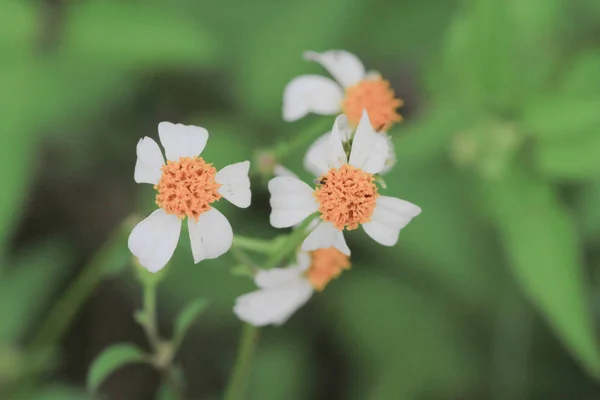 美しい植物。白い花 — ストック写真