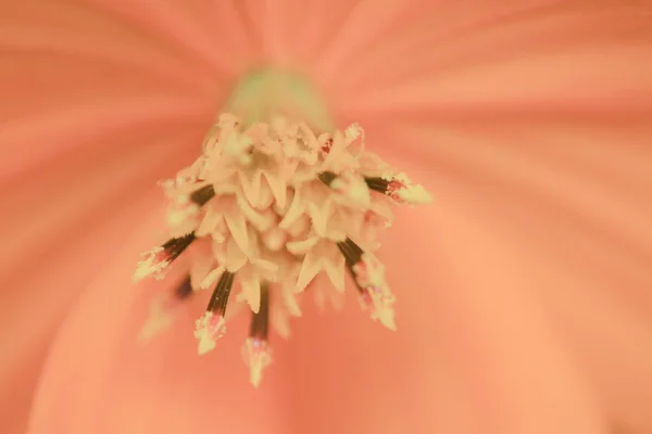 美しい植物。オレンジ色の花 — ストック写真