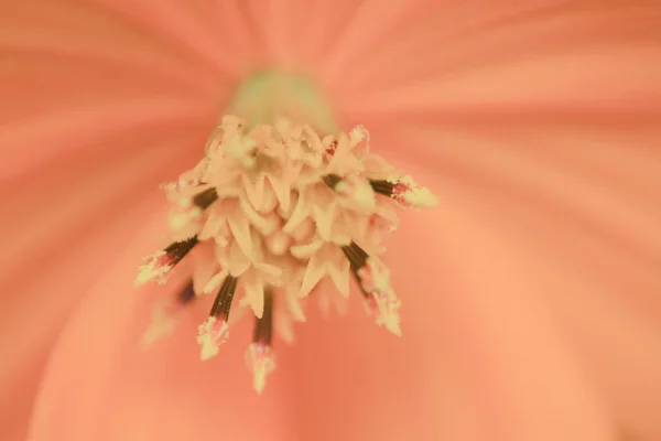 Las plantas Hermosas. flor naranja — Foto de Stock