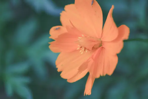 As belas plantas. flor de laranja — Fotografia de Stock