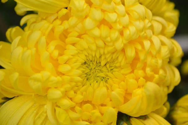 Fiore giallo dente di leone — Foto Stock