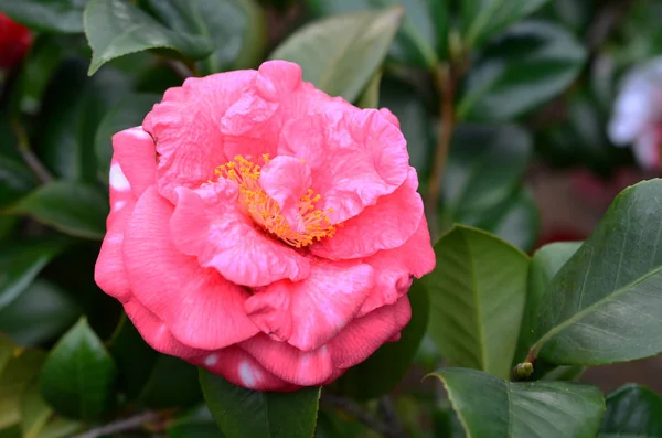 The Camellia japonica — Stock Photo, Image