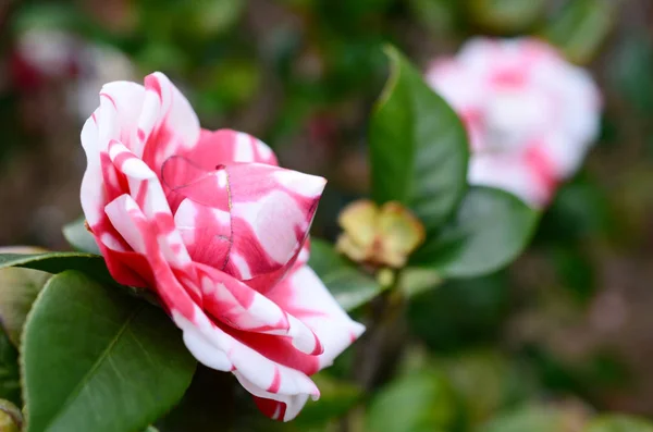 Le Camellia japonica — Photo