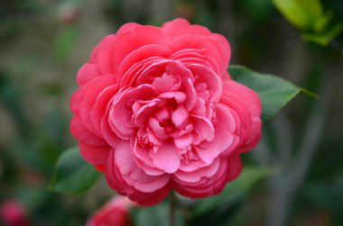 Camellia japonica