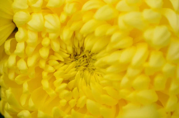 Flor amarilla diente de león —  Fotos de Stock