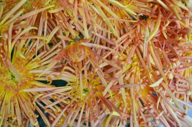 arka plan ile çiçek alanı