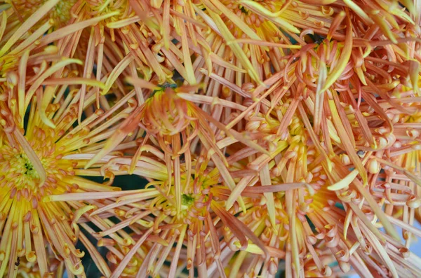 arka plan ile çiçek alanı