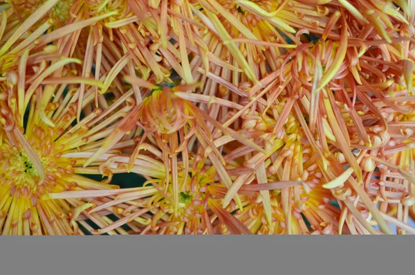 arka plan ile çiçek alanı