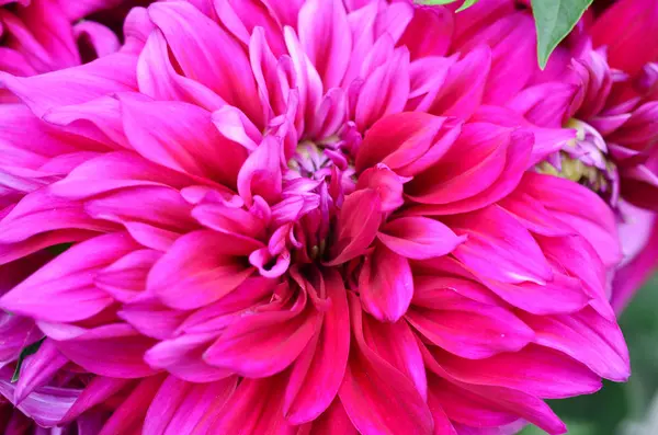 Yakın çekim pembe dahlia çiçeği