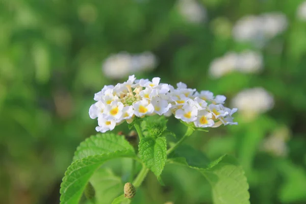 Vit blomma på blomma säng på sommaren — Stockfoto