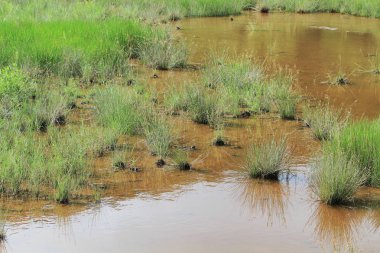 Sulak alan arka plan manzara jambon teneke gelen 