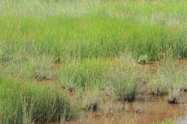 Sulak alan arka plan manzara jambon teneke gelen 