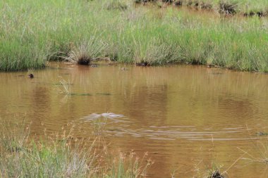 Sulak alan arka plan manzara jambon teneke gelen 
