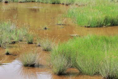Sulak alan arka plan manzara jambon teneke gelen 