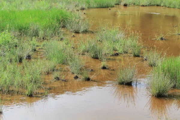 Sulak alan arka plan manzara jambon teneke gelen 