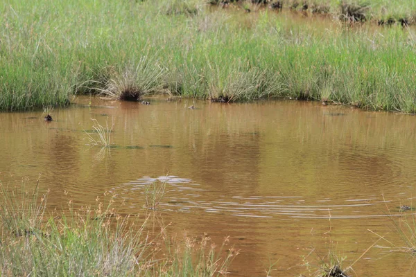 Sulak alan arka plan manzara jambon teneke gelen 