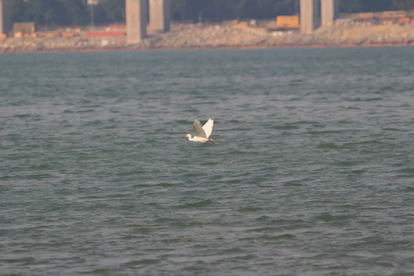 El Tung Chung — Foto de Stock