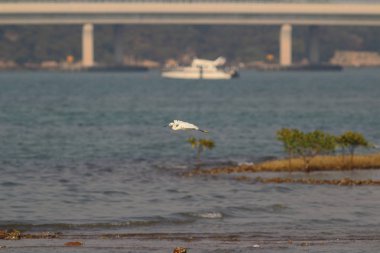 Büyük beyaz ak balıkçıl denizde standları