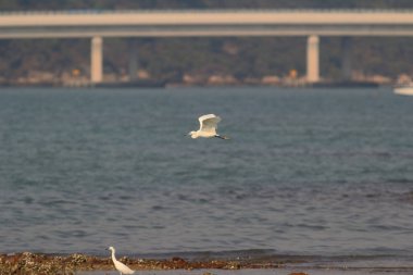 Büyük beyaz ak balıkçıl denizde standları