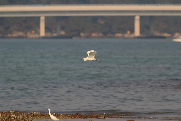 Grande aigrette blanche se tient dans la mer — Photo