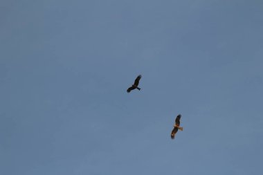 Önemsiz yuva, Tseung Kwan O yuva