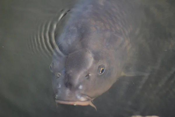 Ikan Koi di kolam — Stok Foto