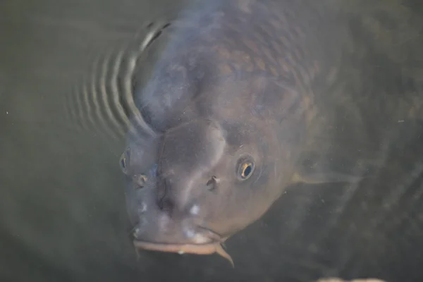 Koi vis in een vijver — Stockfoto