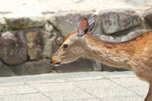 鹿の都市の通りに沿って無料 — ストック写真