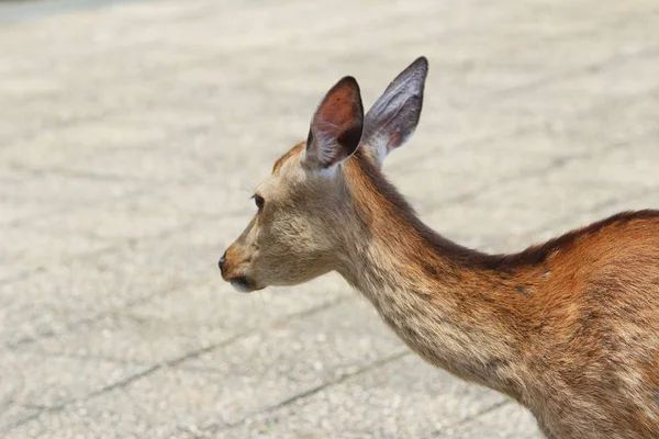 Miyajimia alan geyik