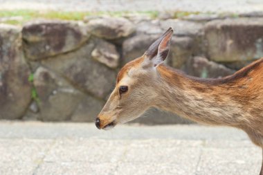 Miyajima Island Itsukuşima, Japonya