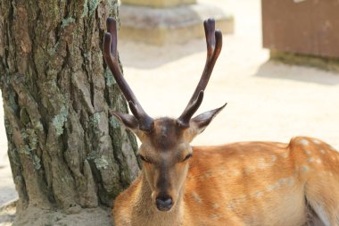 geyik sokaklarda şehir boyunca ücretsiz 