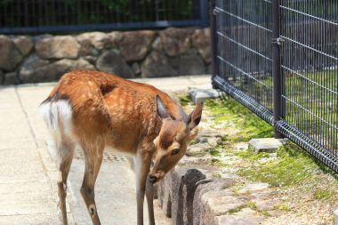 Miyajima Island Itsukuşima, Japonya