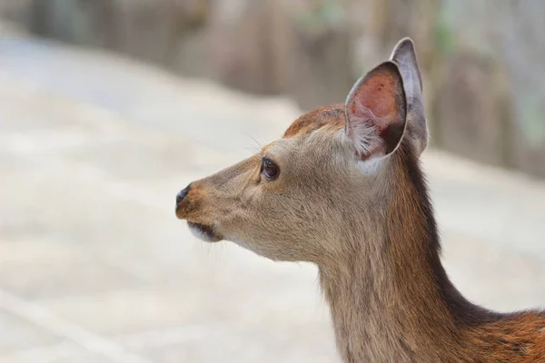 鳥居の宮島と鹿 — ストック写真
