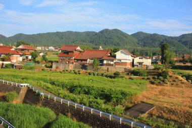 gür yeşil pirinç alan