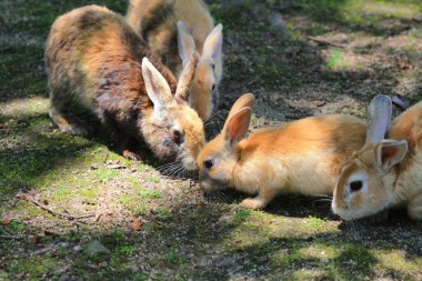 tavşana Okunoshima, Hiroşima, Japonya