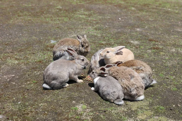 Tavşan, Okunoshima, Hiroşima, Japonya — Stok fotoğraf