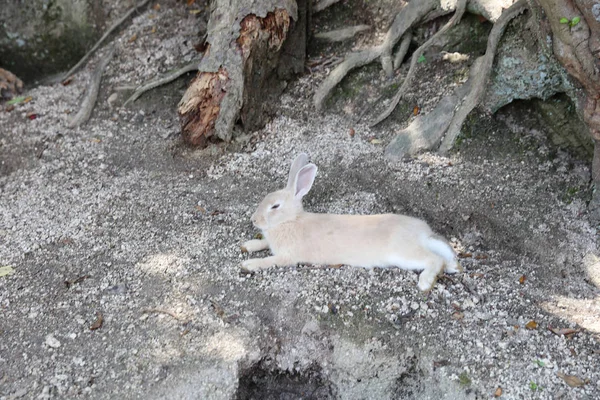 Zvíře v Okunoshima, Hirošima, Japonsko — Stock fotografie