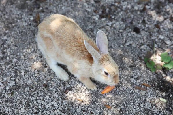 Animal at Okunoshima, Hiroshima, Japan — Stock Photo, Image