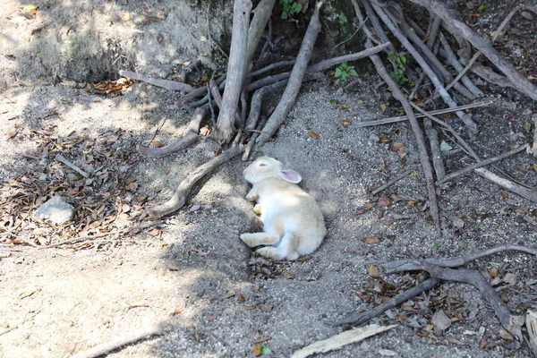 Zvíře v Okunoshima, Hirošima, Japonsko — Stock fotografie