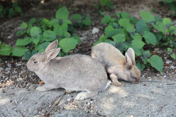 Hayvan Okunoshima, Hiroşima, Japonya — Stok fotoğraf