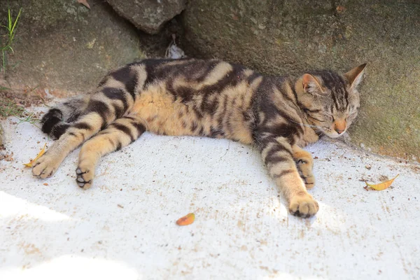 Die Steinmauer und eine Katze — Stockfoto