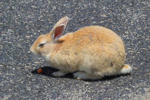 Mnoho králíků při Okunoshima, Japonsko — Stock fotografie