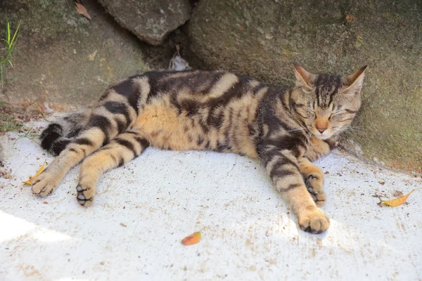 A parede de pedra e um gato — Fotografia de Stock