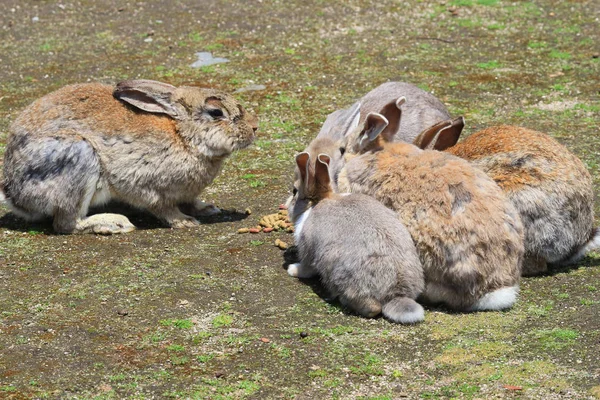 Tavşan gruptur eatting — Stok fotoğraf