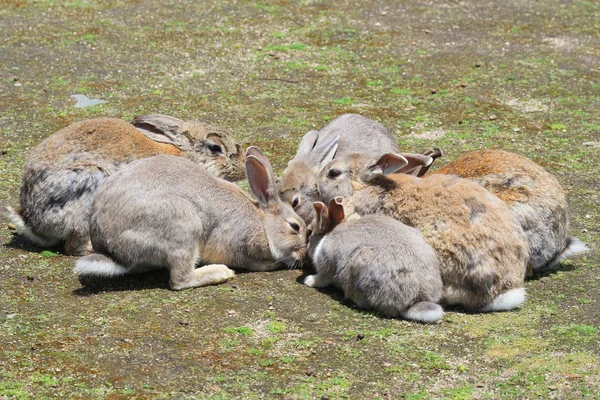 Tavşan gruptur eatting — Stok fotoğraf