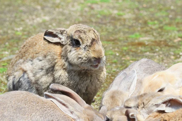 Λαγουδάκι στο Okunoshima, Χιροσίμα, Ιαπωνία — Φωτογραφία Αρχείου