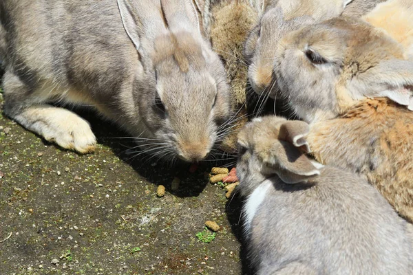 Grupo de coelhos estão comendo — Fotografia de Stock