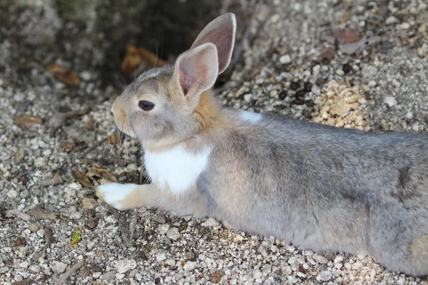 Zajíček, Okunoshima, Hirošima, Japonsko — Stock fotografie